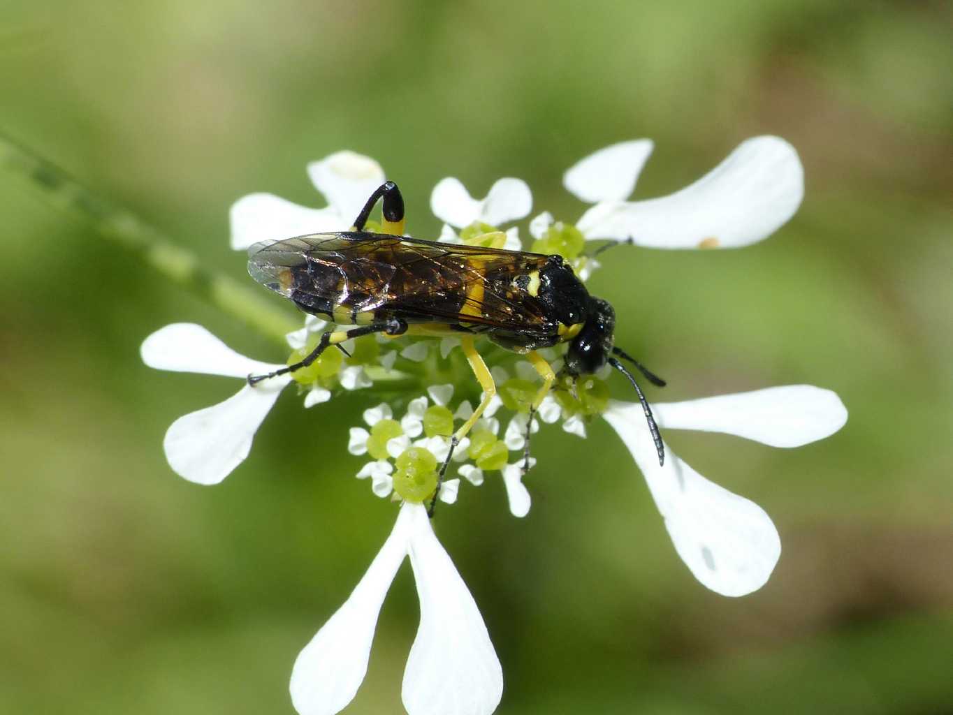 Tenthredinidae in accoppiamento